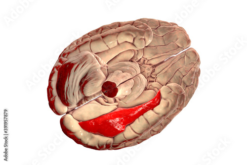 Human brain with highlighted fusiform gyrus photo