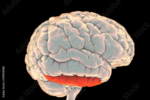 Human brain with highlighted inferior temporal gyrus photo