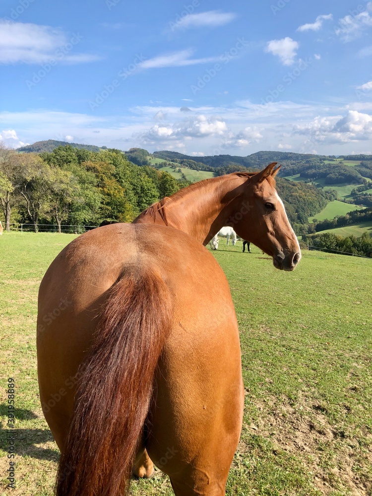 Fototapeta premium Alte Pferde auf der Koppel