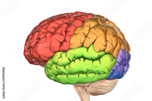 Brain lobes, frontal (red), parietal (orange), temporal (green) and occipital (blue) lobes photo