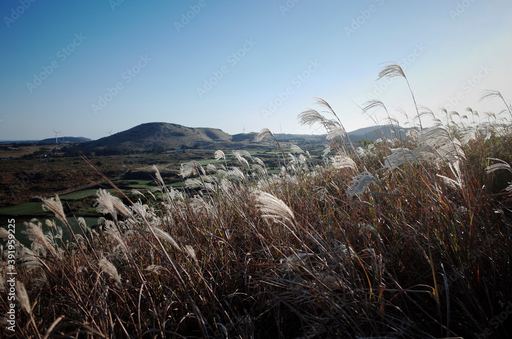 Obraz premium 가을 들판에 흔들리는 갈대, 억새들