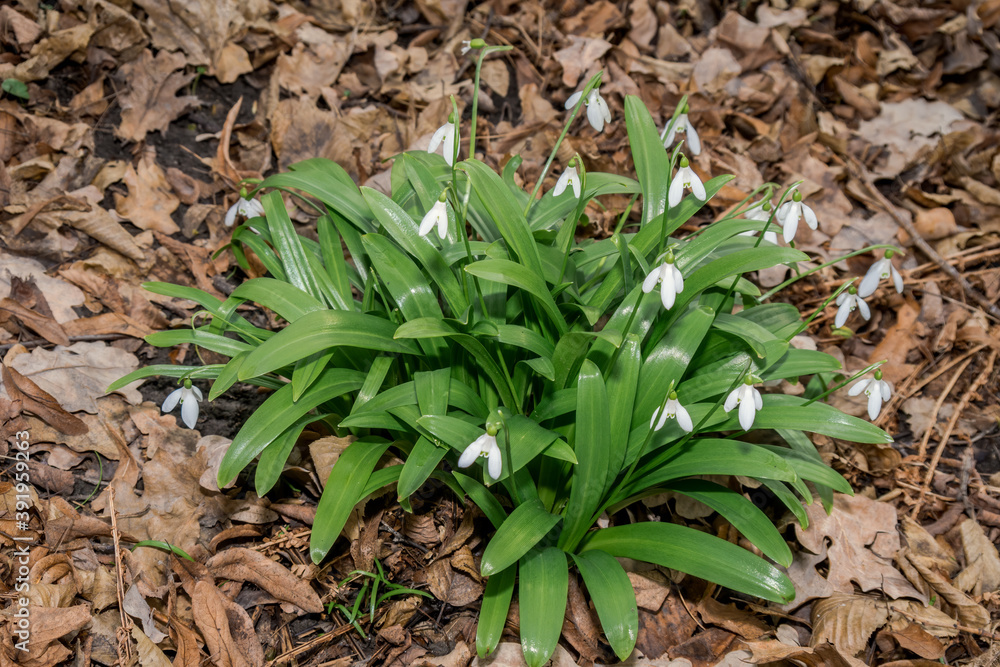 Elwes's Snowdrop (Galanthus elwesii) in park Elwes's Snowdrop (Galanthus elwesii) in park