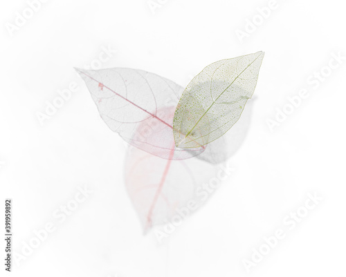 skeleton, veins and texture of colored colorful leaves isolated on white background