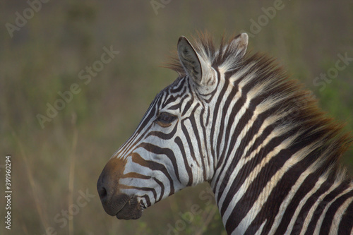 Portrait of common zebra in the Nairobi National Park  Kenya taken in morning light
