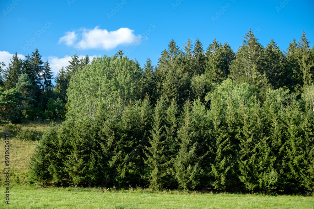 Vor einem Hügel steht ein Waldrand mit Nadelbäumen unter einem schönen blauen Himmel im Sommer, davor eine grüne Wiese