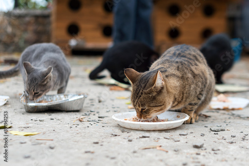Stray cats eating on the street. A group of homeless and hungry street cats eating food given by volunteers. Feeding a group of wild stray cats, animal protection and adoption concept