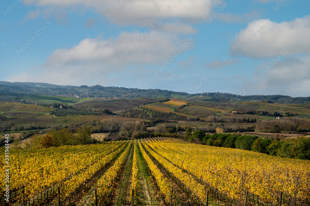 A view of the Tuscan countryside with vineyards in the foreground