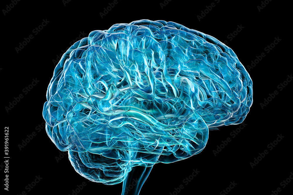Human brain isolated on white background Human brain isolated on white background