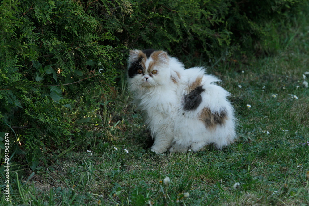 Portrait of a 3 coloured persian cat