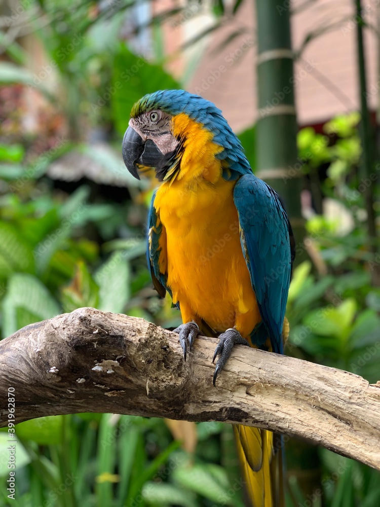 photo of a multi-colored parrot sitting on a branch