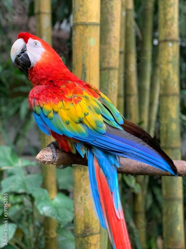 photo of a multi-colored parrot sitting on a branch