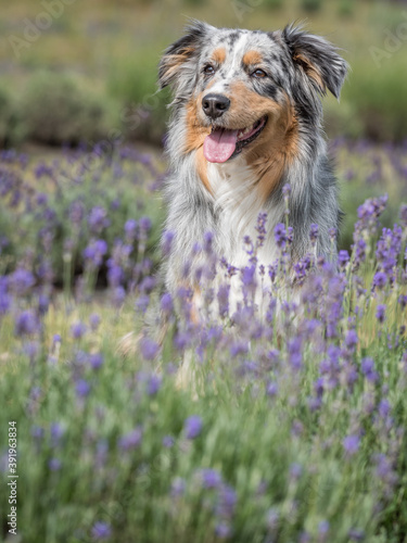 Australian Shepherd and lavender
