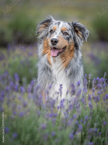 Australian Shepherd and lavender