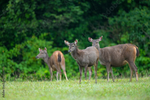 Fototapeta Naklejka Na Ścianę i Meble -  Wild deer are out foraging on the lawn.