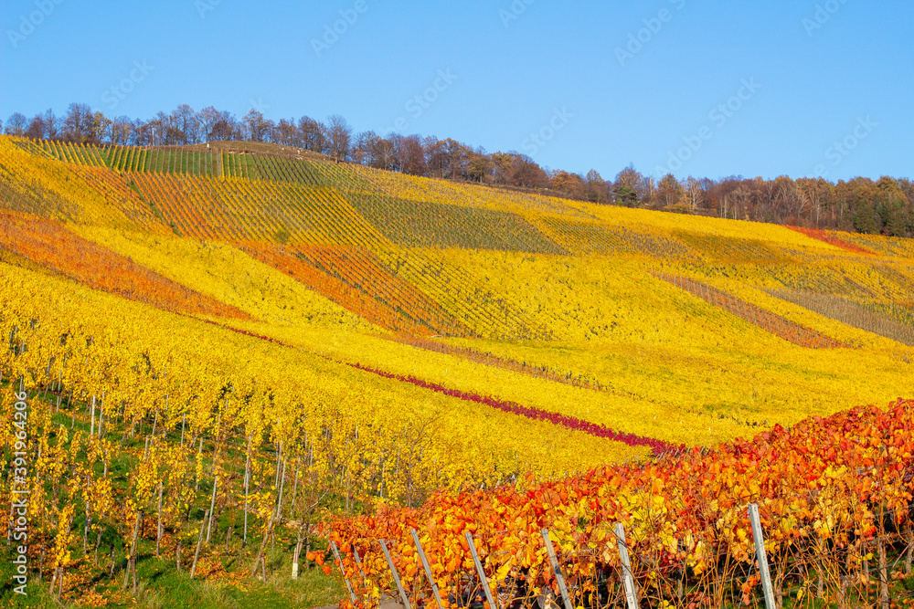 Fototapeta premium Herbst Weinberge Rotenberg farben weinanbau