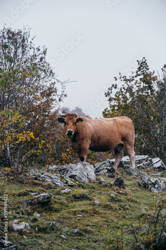 A cow grazing in the Aran Valley, in Catalonia, during an autumn day with clouds and fog © ikuday