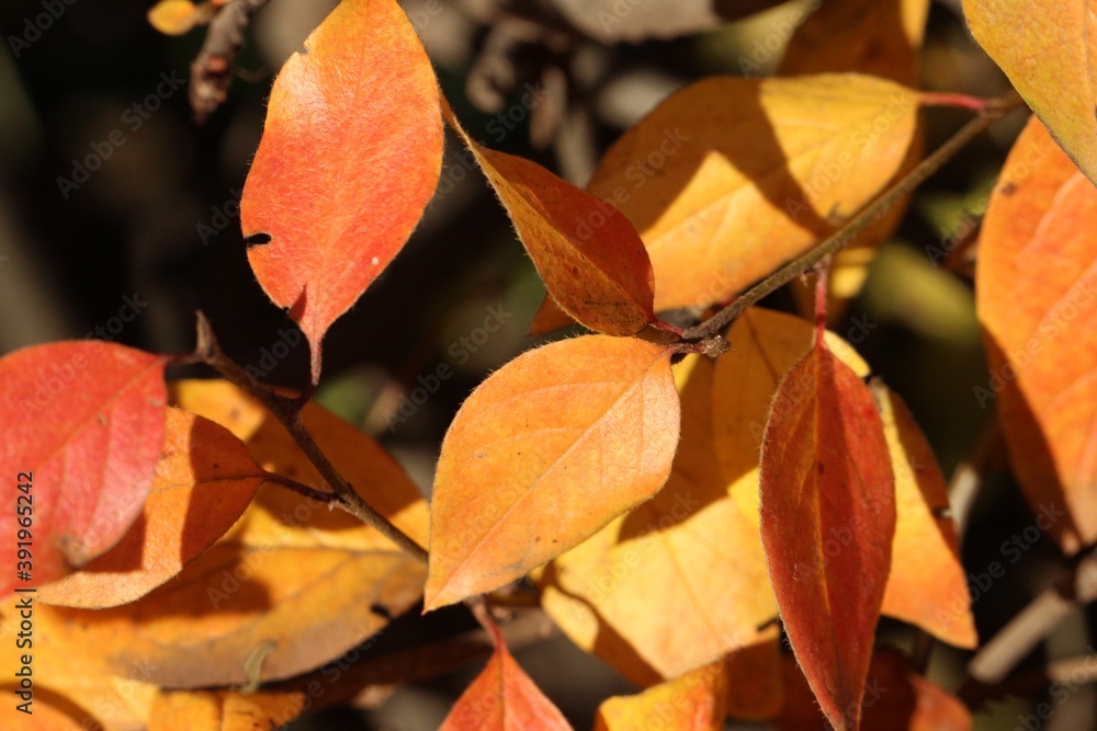 Close-up (macro photography) of a barberry branch with red leaves as natural background or texture