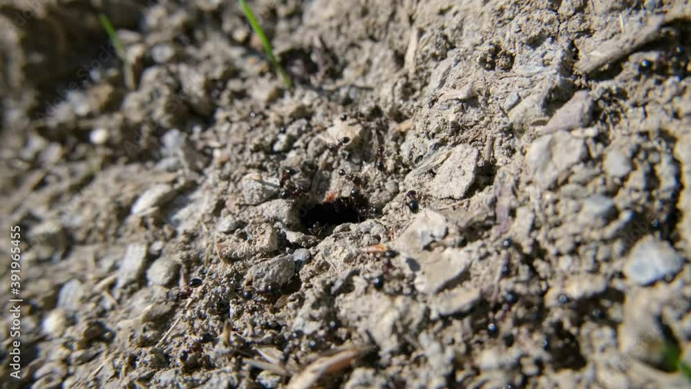 Top View of black ants working on ground nest,animal insect wildlife,documentary Top View of black ants working on ground nest,animal insect wildlife,documentary