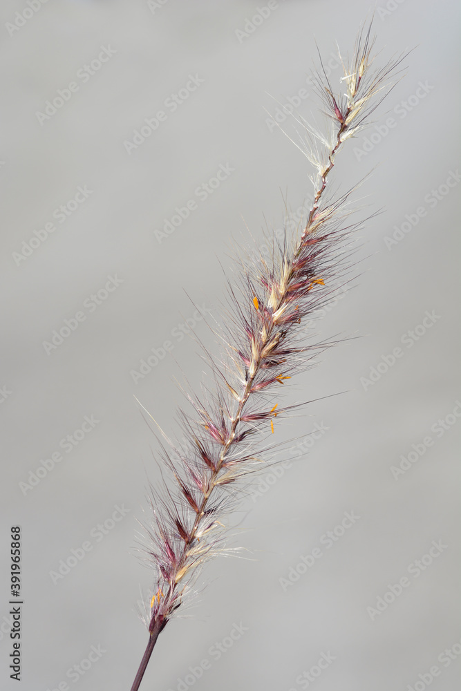 Obraz premium Fountain Grass Rubrum
