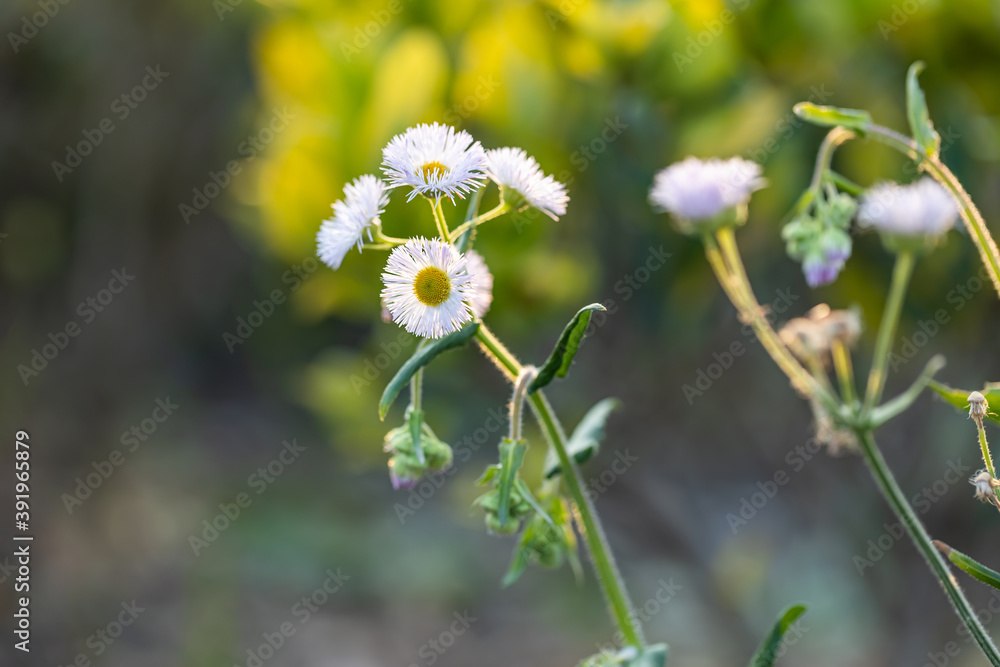 white daisy flower,Erigeron annuus(L.) Pers.(Aster an-nuus L.) white daisy flower,Erigeron annuus(L.) Pers.(Aster an-nuus L.)