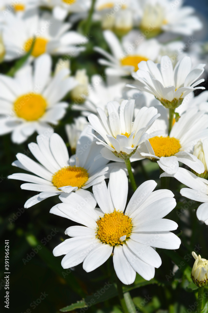 Shasta daisy Shasta daisy