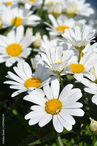 Shasta daisy