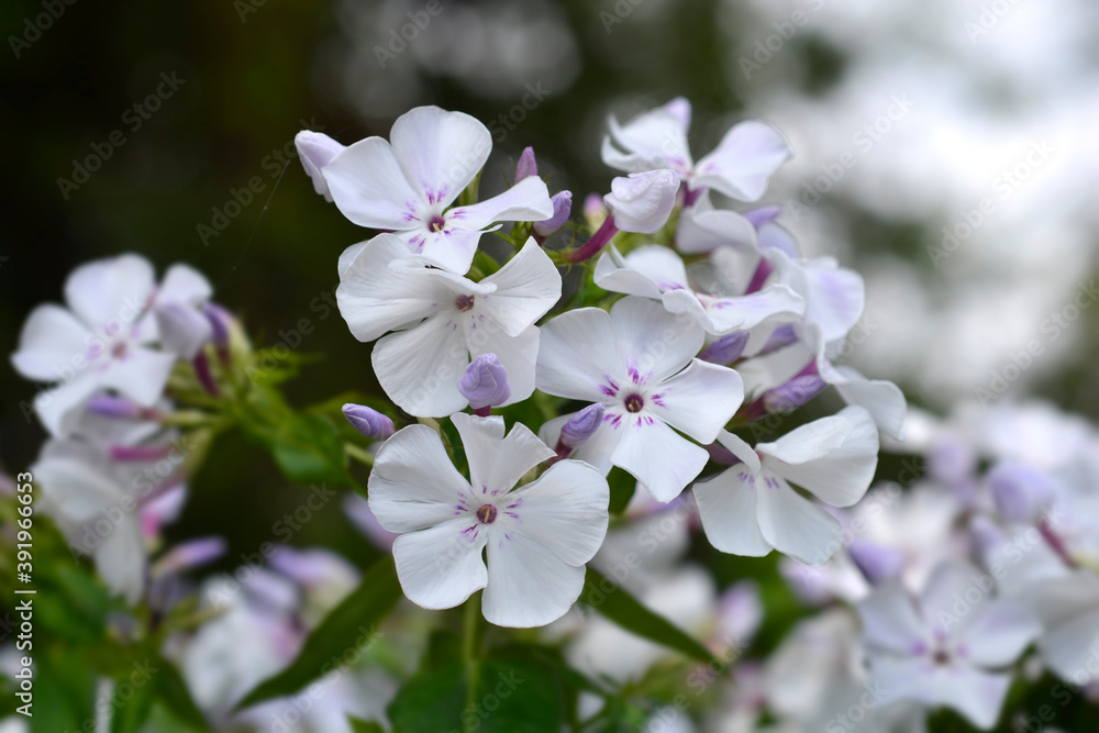 Fototapeta premium Phlox Flame Light Blue