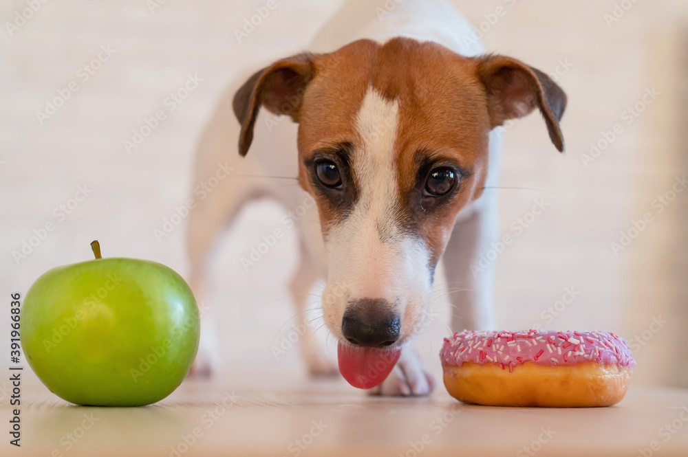 What Kind Of Food Do Jack Russell Terriers Eat
