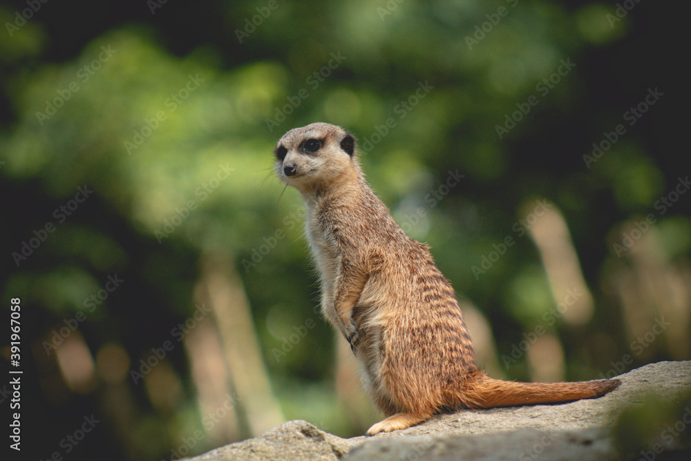 Fototapeta premium Portrait of Meerkat Suricata suricatta, African native animal, small carnivore belonging to the mongoose family. meerkat is on guard on thhille.