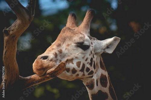Canvas Print Closeup view of a giraffe face