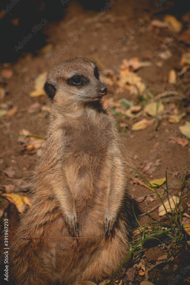 Obraz premium Portrait of Meerkat Suricata suricatta, African native animal, small carnivore belonging to the mongoose family. meerkat is on guard on thhille.