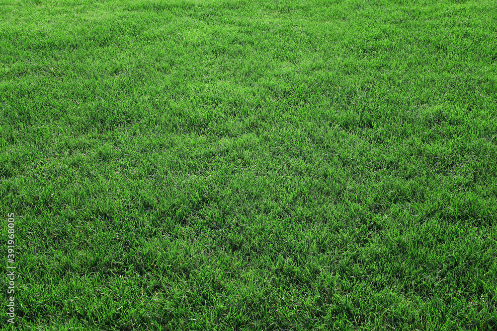 Smooth green grass in a golf playing field. Smooth green grass in a golf playing field.