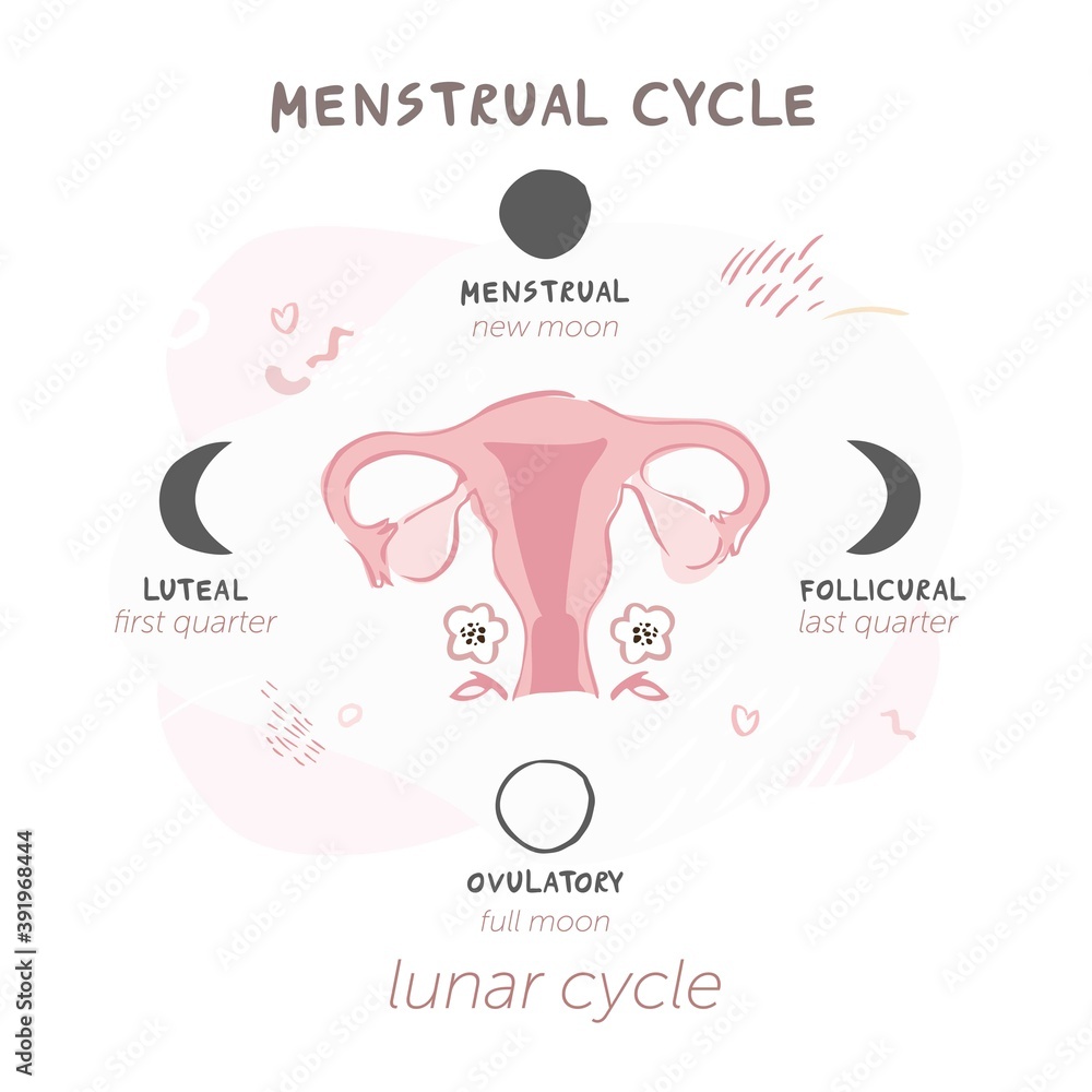 Diagram of the menstrual cycle by moon phases. Lunar cycles for women's  health. Symbol of the uterus with flowers isolated on a white background in  boho style. Vector illustration Stock Vector