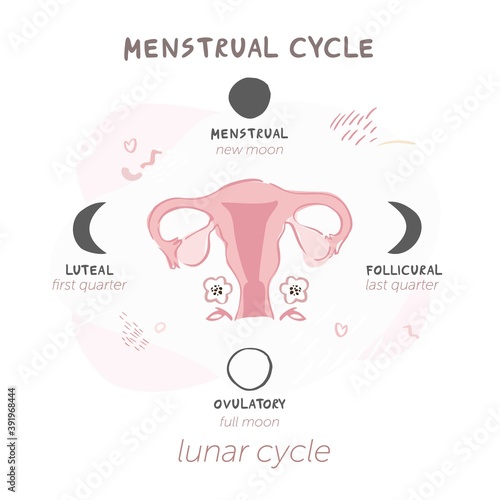 Diagram of the menstrual cycle by moon phases. Lunar cycles for women's health. Symbol of the uterus with flowers isolated on a white background in boho style. Vector illustration
 photo