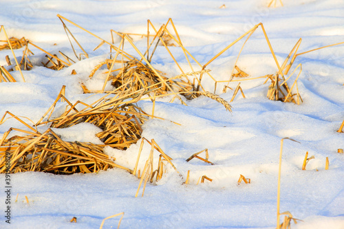 
Barley field under early snow.