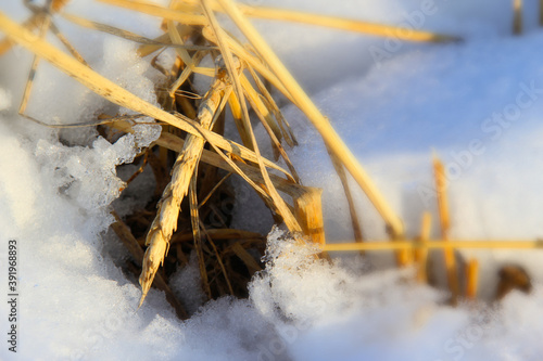
Barley field under early snow.