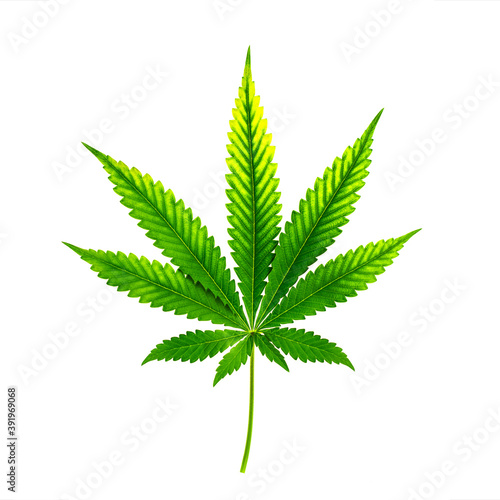Cannabis leaf dried isolated on white background  Can be drink as marijuana tea.