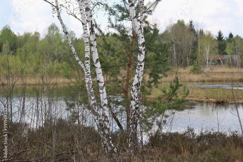 Birch trees in spring. In the Weidmoos Moorland, an Austrian Nature Reserve.  State of Salzburg, Austria, Europe. photo