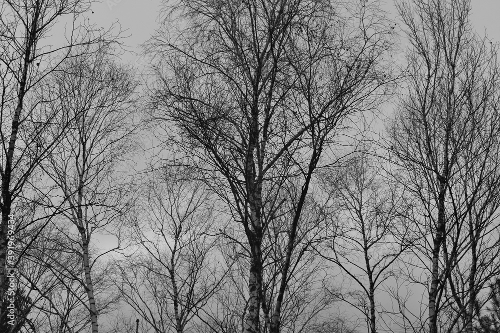 Birch trees in autumn. In the Weidmoos Moorland, an Austrian Nature Reserve. State of Salzburg, Austria, Europe. Birch trees in autumn. In the Weidmoos Moorland, an Austrian Nature Reserve. State of Salzburg, Austria, Europe.