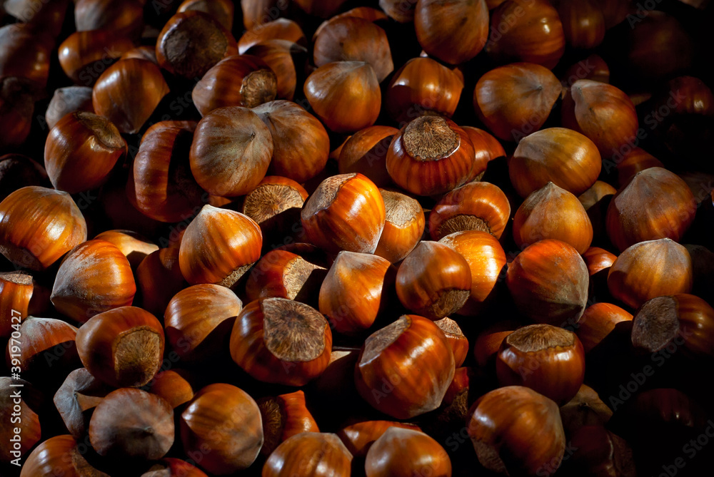 Obraz premium Hazelnuts on a pile close up. Texture of nuts. Contrasting dramatic light as an artistic effect.