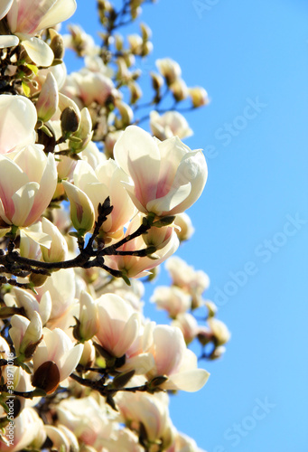 Magnolia tree  flower  petals  spring.