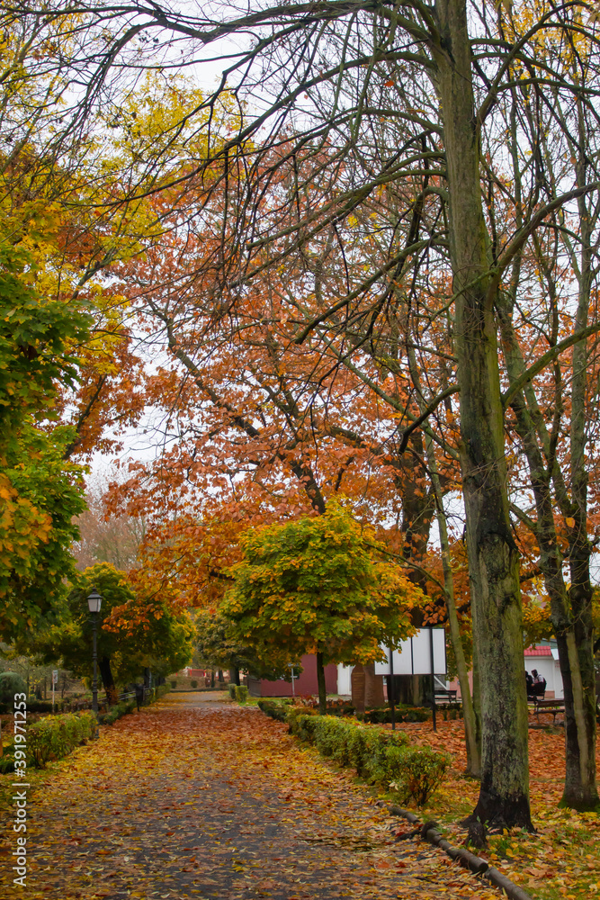 Autumn park, with a walking path, with trees on the sides, with yellow and green trees and bushes.