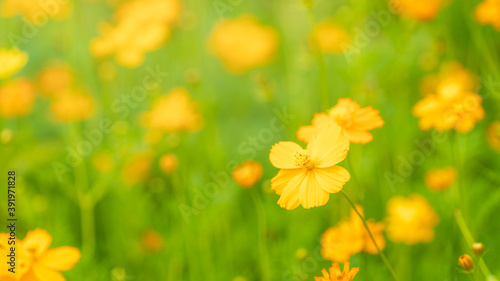 Yellow cosmos flowers  blooming in the garden for background,Beautiful flower in field. © Praew stock