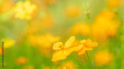 Yellow cosmos flowers  blooming in the garden for background Beautiful flower in field.