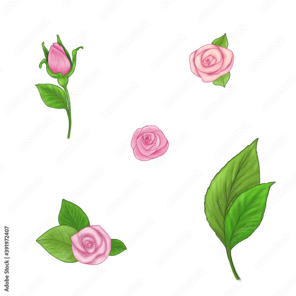 Hand drawn watercolour effect roses, buds and leaves isolated. Set of pink roses and green leaves on white background.