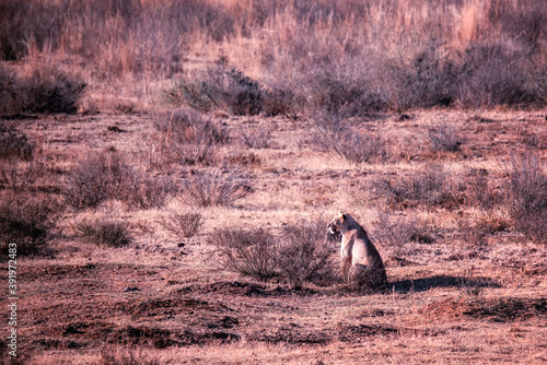 Photography Lioness sitting in the grass