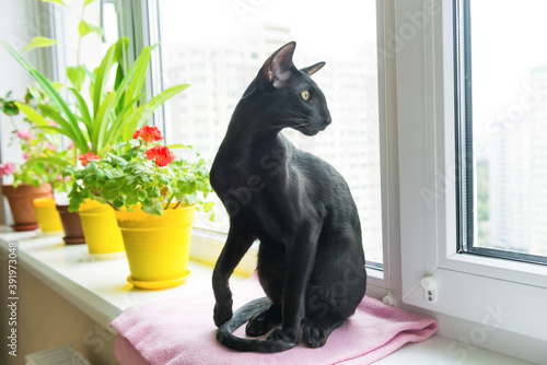 Black oriental cat sits on window sill with home flowers