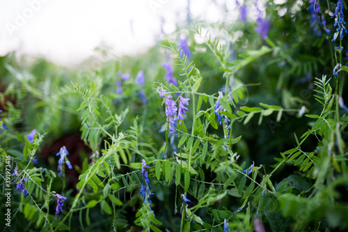 Blooming vicia cracca with blurred background photo