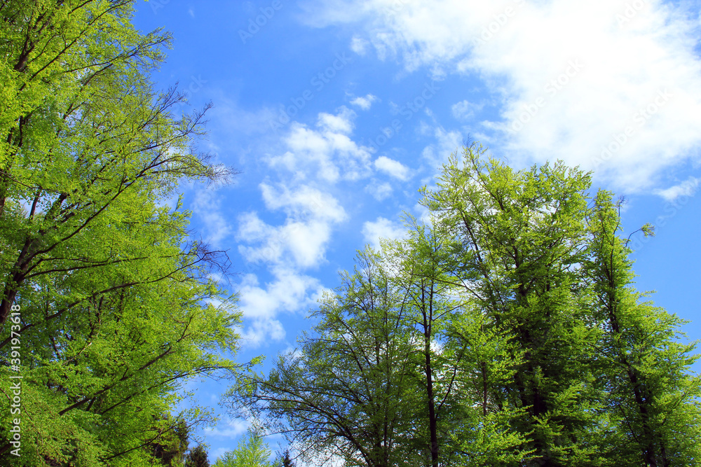 Vivid blue deep sky and forest under with intensive green leaves on trees. Vivid blue deep sky and forest under with intensive green leaves on trees.