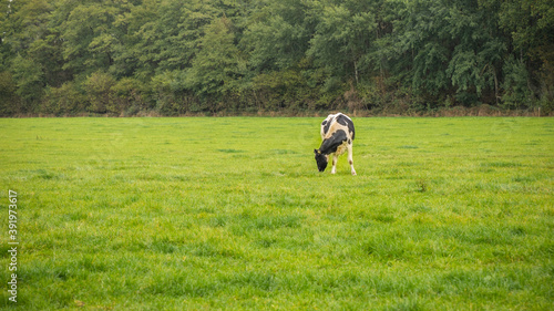 Eine schwarz-weiße Kuh auf einer grünen Weide